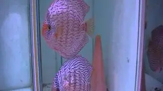 Discus highbody