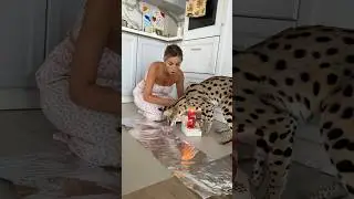 Леопардовая кура- гриль🙀Решила показать, как мы снимали ролик, очень напугались😓все обошлось!🫂