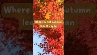 Top 5 places to see #autumn #leaves in #japan #travel #bucketlist #traveltips #fall #日本