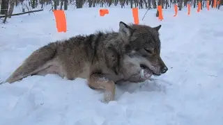 Wolf hunting with flags