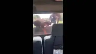 If You Had A Bad Day Just See This Video