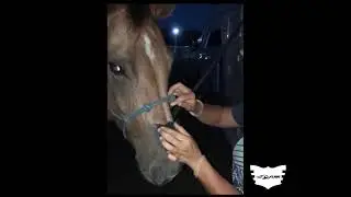 FLAIR® Strips Application Tips with Katelyn McLeod
