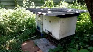 Пчёлы Чернобыля - РОЙ