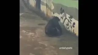 top 5 monke