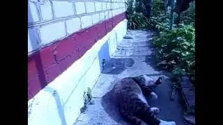 отдых кота