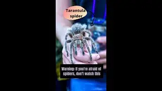 If This Video About Spiders Scares You, You Might Have Arachnophobia #shorts