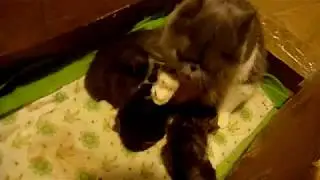 Умывание