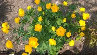 Сад 12.05.23г.обзор!!!