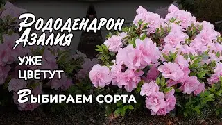 Рододендрон, Азалия — сорта и выращивание