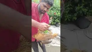 Vivasayam and harvesting #shorts #farming