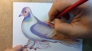 Наши любимые голуби Чеграш Пробую в конце АНИМАЦИЮ