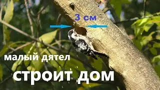МАЛЫЙ пёстрый ДЯТЕЛ делает дупло/день первый/25 октября
