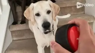 Yellow Lab Puppy Barking At A Button