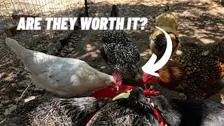 7 useful tips for keeping chickens!
