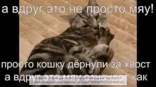 смещное видео