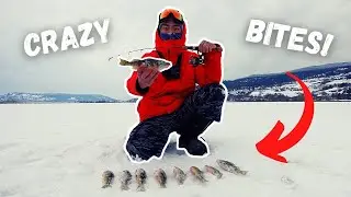 PERCH FRENZY! Overnight and Early morning Ice Fishing. Swan Lake BC