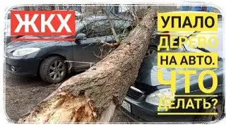 Нужно знать, что делать, если на авто упало дерево. #жкх #несчастныйслучай #видео