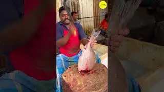 KASIMEDU SPEED SELVAM FISH CUTTING VIDEO #kasimeduselvam #shorts #bigfishcutting #youtube #bigfish