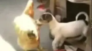 Приколы! Мило и Весело!