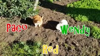 Paco Red Wendy i giochi di un cane e di un coniglio