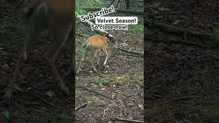 So close! #velvet #bowandarrow #archery #deer #bowhunting #arrow #shorts #short #subscribe #arrow