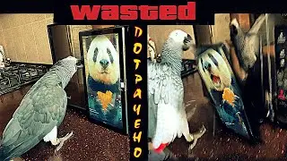 ✅  ВСЁ, ХАНА ПЛАНШЕТУ😱 ЖАКО ПЕТРУНЯ РАЗБИЛА ПЛАНШЕТ 🐦 РЕАКЦИЯ НА КУШАЮЩУЮ ПАНДУ 🐼  СМЕШНО  😂