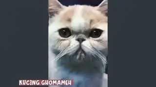 10+ Kucing Lucu & Menggemaskan yang Bikin Kamu Ketawa! (Meow) 😁😂🤣