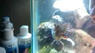 Hand feeding fuzzy dwarf lionfish