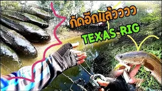 เท็กซัสริก Texas​ rig​ เดินหนอน ตกปลาช่อน ปลายางBigass​ | น้า​ศาล​ เบ็ด​ซิ่ง​