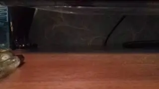 Лпс