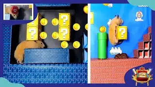 Super Mario Bros Hamster Maze 🐹