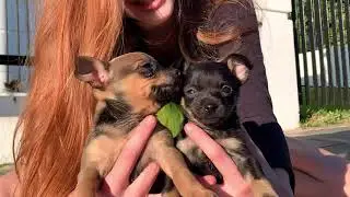 Oi! Os cachorrinhos já sabem correr.