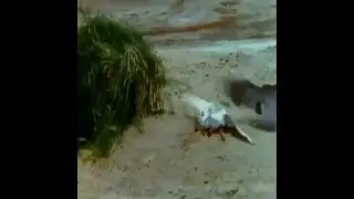 İnanılmaz Şahin Avı -.- Incredible Falcon Hunt
