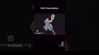 Central Dogma: DNA Transcription Animation