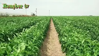 How to pepper seeds plant. pepper cultivation part 2