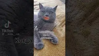 Кот говорящий рот. Когда спросили, где ты работаешь.