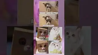 #мем