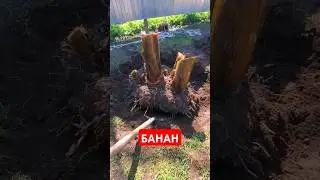 Как я пересаживал банан😬