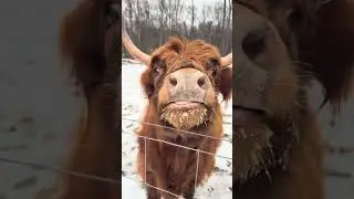 COME FEED COWS APPLES WITH ME