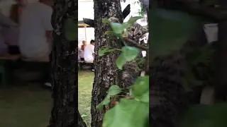 Look at this cute kitty cat playing on the tree 🌲 #shorts