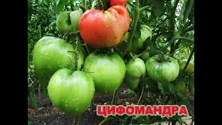 О сортах томатов 