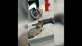 cheating #kitty #pets #kitten