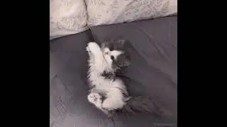 2000 || Алёна Швец || котики || #котики #аленашвец #коты #котята #смешныекоты #милыекотята #милота