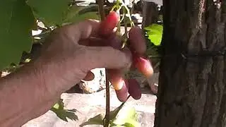 Сорт винограда 