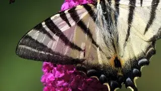2013 butterflies of our garden papillons de notre jardin 1080p 37 31mn