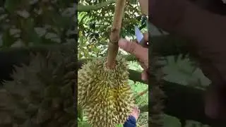 Panen Duren