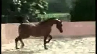 Не лошадь, а сказка! Красота!