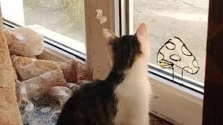 Olëg the kitten