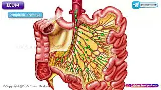 Anatomy of Ileum Animation: Blood supply, Venous drainage, Histology, Innervation, Functions