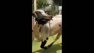 Cow TikTok video 2024